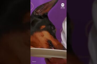 Westminster Dog Show winner Penny enjoys gourmet meal