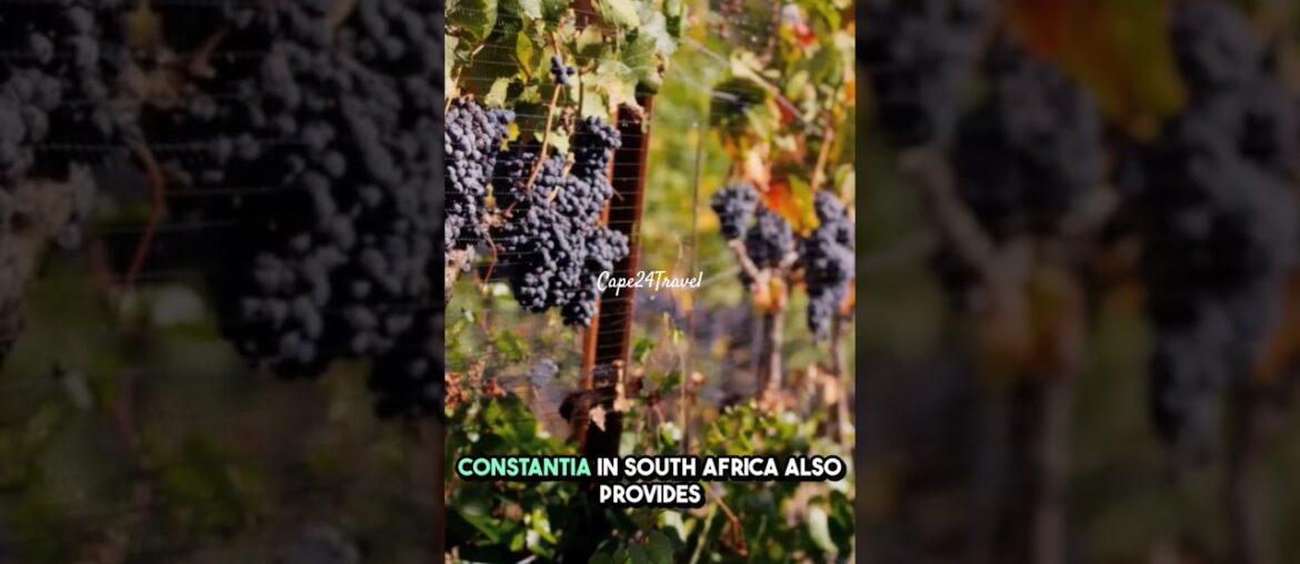 Let's explore France and South Africa wines #video #travel