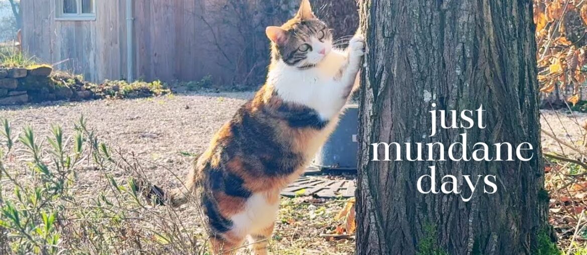 Mundane days in my life in the French countryside