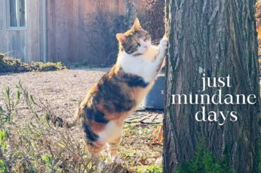 Mundane days in my life in the French countryside