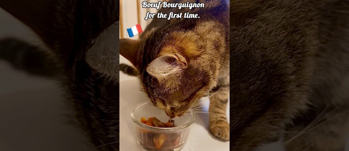 French kitty tries French Boeuf Bourguignon! French kitty tries French Boeuf Bourguignon!