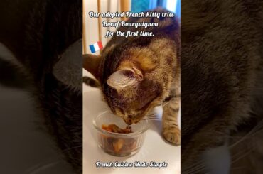 French kitty tries French Boeuf Bourguignon!