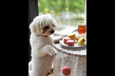 ✨ Treat yourself to the gold standard of patisserie: 👉 www.frenchmacaronstore.com