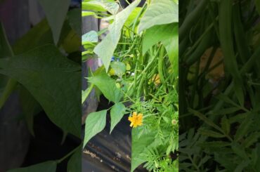 French beans called "Claudine" 💕 #viral #viralvideo #viralshorts #gardening #gardeningideas #beans