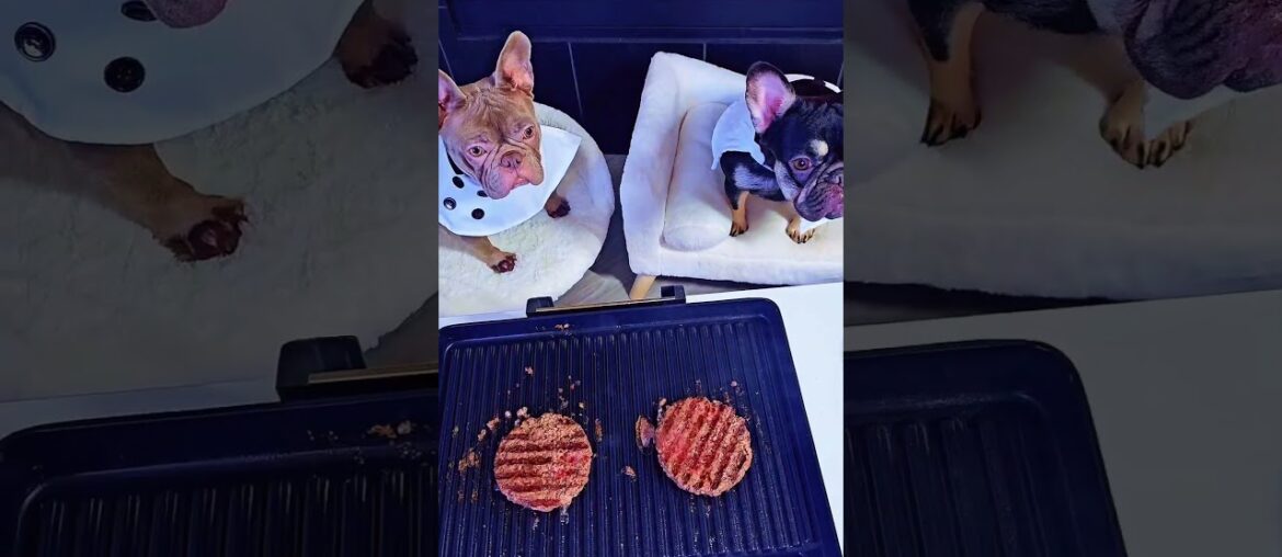 Cooking with Frenchies