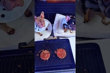 Cooking with Frenchies