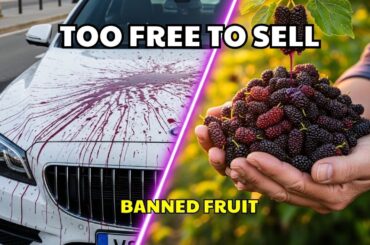 The Fruit That’s Everywhere — But You Can’t Buy