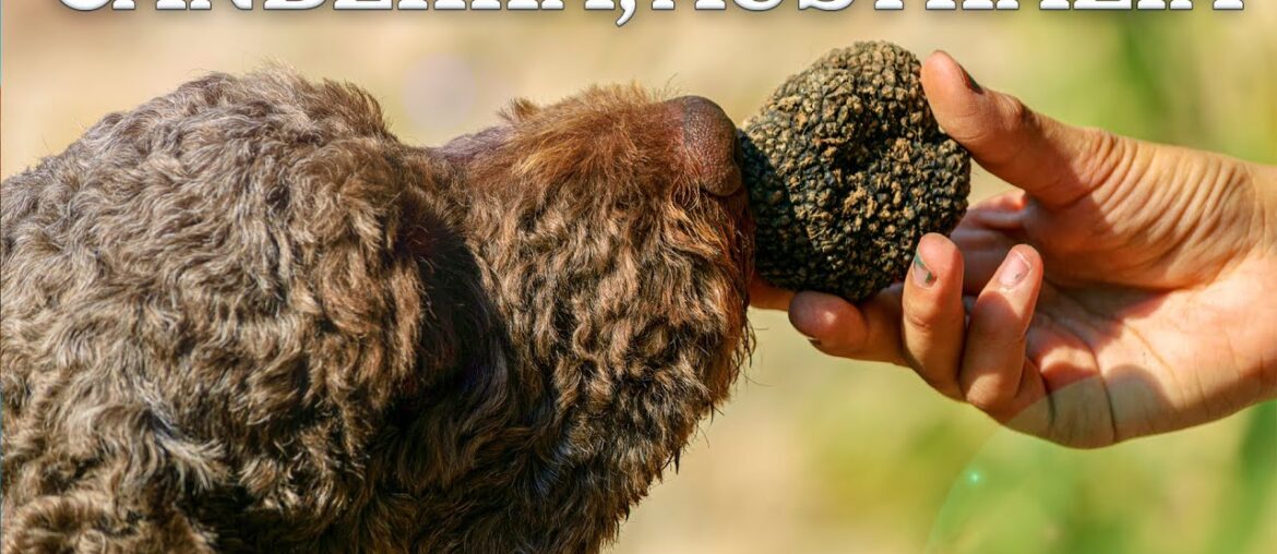 Why is This Australian City the Perfect Place for French Truffles?