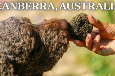 Why is This Australian City the Perfect Place for French Truffles?