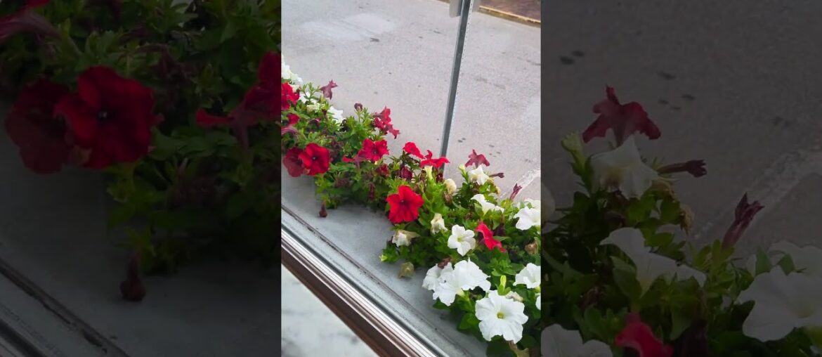 French Cafe in St Augustine FL ☕🏘️🌴