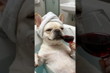 #Douyin ai creation#French fights are so cute and silly#Red wine glass#The ritual of takin