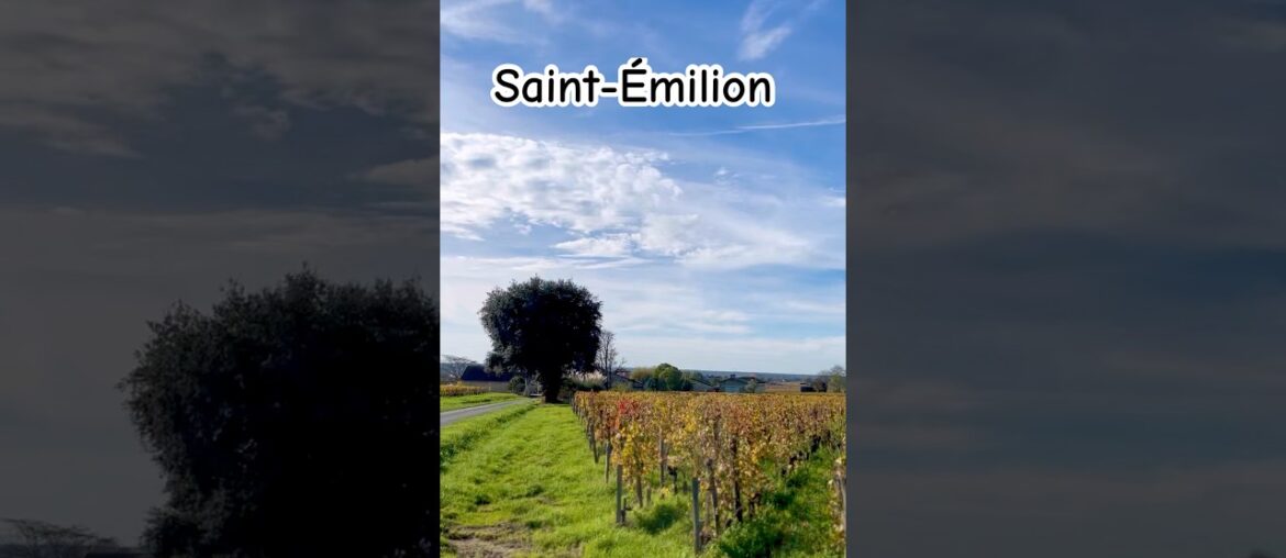 YOU HAVE MY HEART, Saint-Émilion! Wandering through the sun-drenched vineyards! #shorts #france