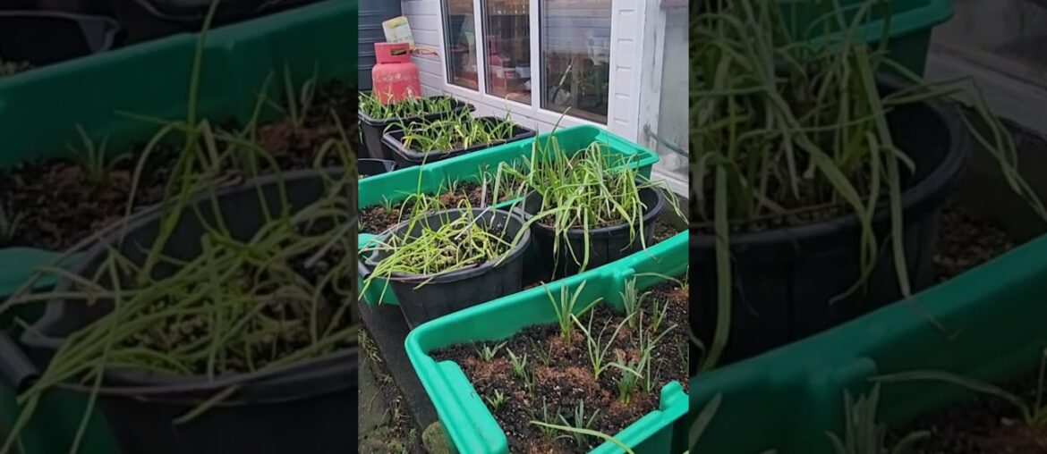 The shallot Griselle #shallot #French # variety