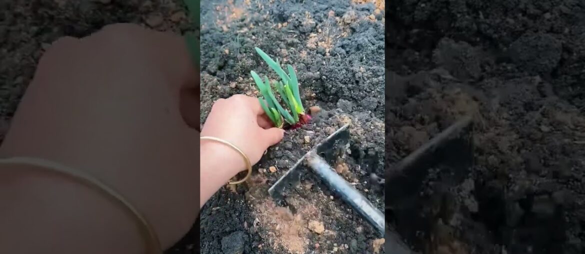 Shallots: The Onion’s Rich, Successful Cousin 🧅 #farming #herbalism #permaculture #gardening