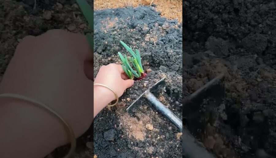 Shallots: The Onion’s Rich, Successful Cousin 🧅 #farming #herbalism #permaculture #gardening