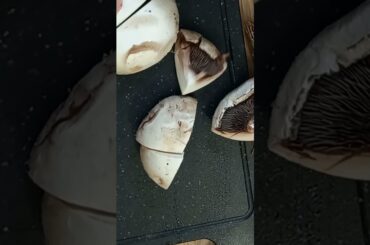 Creamy French Comfort Food 🇨🇵 Classic Veal Blanquette