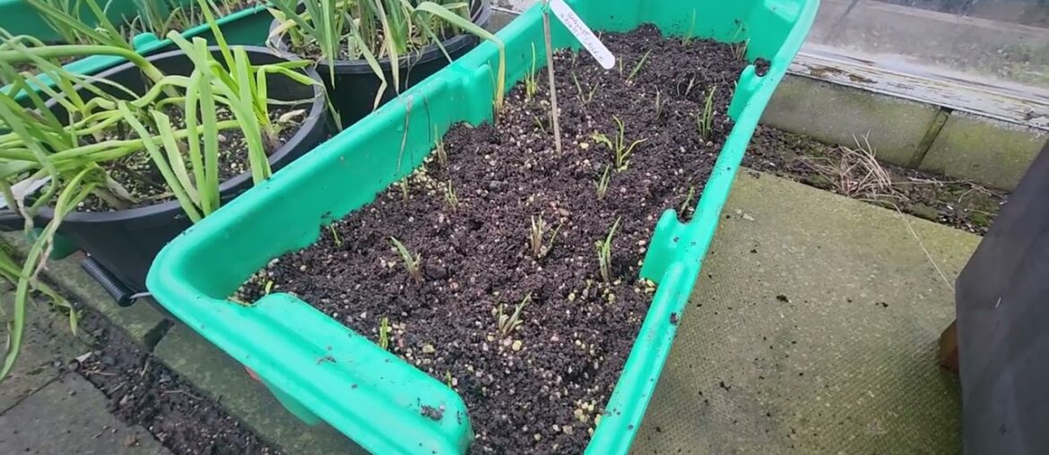 French shallot Griselle # French #shallot #Griselle