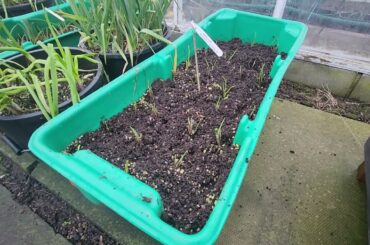 French shallot Griselle # French #shallot #Griselle