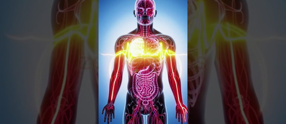 Wine in Your Body The 3D Antioxidant vs Alcohol War #wine #redwine #medicalanimation #hearthealth Wine in Your Body The 3D Antioxidant vs Alcohol War #wine #redwine #medicalanimation #hearthealth