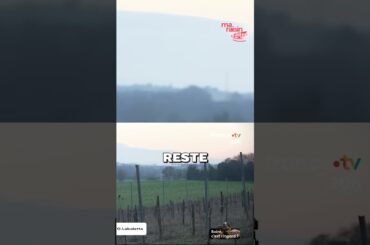 Le Vin en France : Un Geste Disparaît-il Vraiment ? #shorts