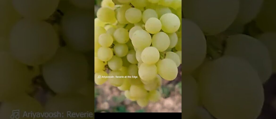 The Persian Grape That Conquered France! 🍇🇫🇷🇮🇷 #Shorts The Persian Grape That Conquered France! 🍇🇫🇷🇮🇷 #Shorts