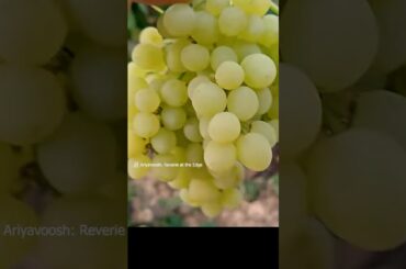 The Persian Grape That Conquered France! 🍇🇫🇷🇮🇷 #Shorts