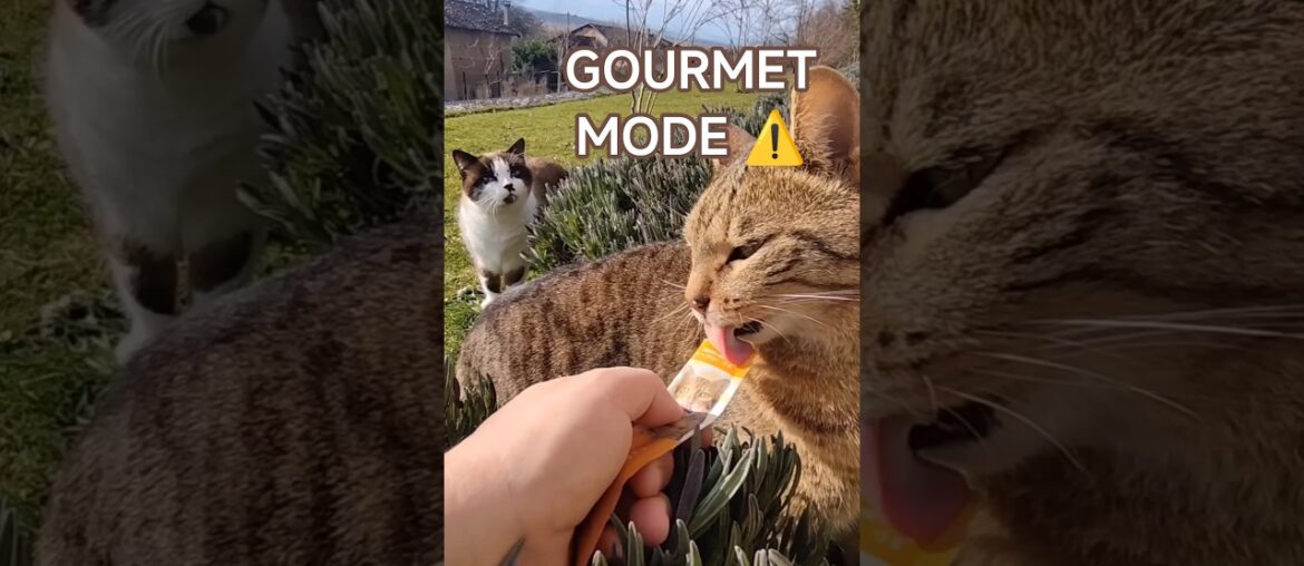 ⚠️ Gourmet Mode Activated — Cat Lena & Cat Oscar 😼🔥