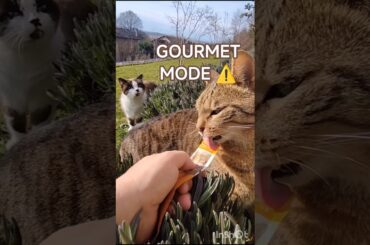 ⚠️ Gourmet Mode Activated — Cat Lena & Cat Oscar 😼🔥