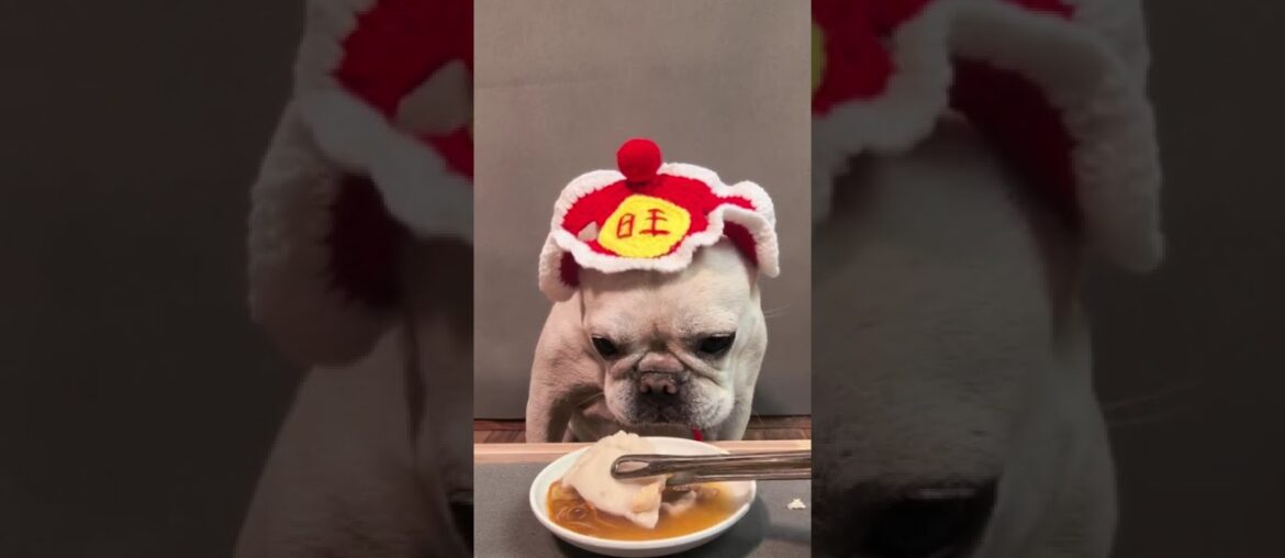 Yuanbao's New Year's Eve Doggie Dinner Delight