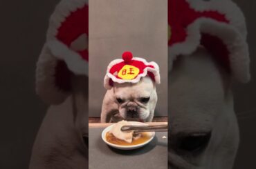 Yuanbao's New Year's Eve Doggie Dinner Delight