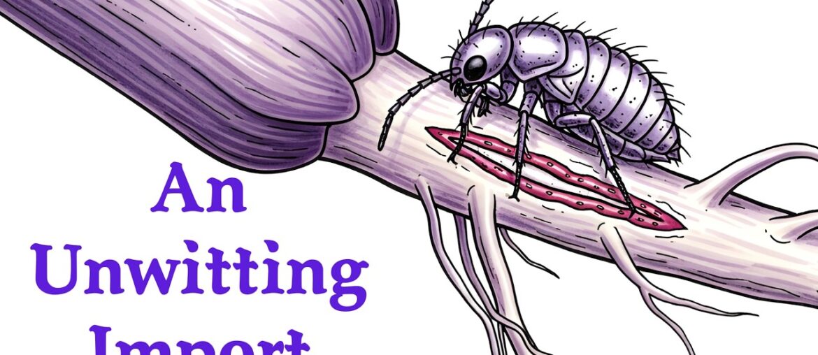 How a Tiny Bug Destroyed The French Vineyard