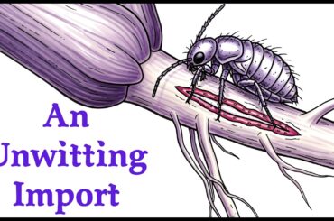 How a Tiny Bug Destroyed The French Vineyard