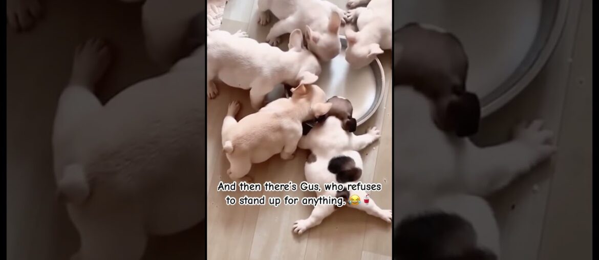 Look at his back legs... Gus is officially broken. 😂 🥛 #shorts