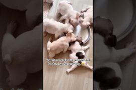 Look at his back legs... Gus is officially broken. 😂 🥛 #shorts