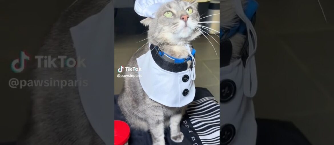 Cute cat chef makes a cake ! #shorts #youtubeshorts  #cat #cooking #cute #funnycats