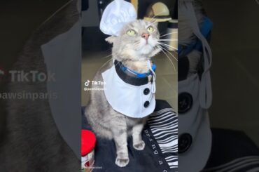 Cute cat chef makes a cake ! #shorts #youtubeshorts  #cat #cooking #cute #funnycats