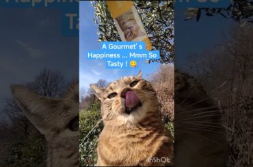 Cat Oscar Smells the Treat… Lena Follows! 😼👃