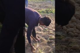 French 🥖 fries #frenchfries #viralshort #food #cooking