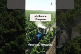 The Curse of the Phylloxera Bug #worthitwines #phylloxera #winehistory #vineyard #frenchwine