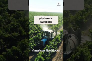 The Curse of the Phylloxera Bug #worthitwines #phylloxera #winehistory #vineyard #frenchwine