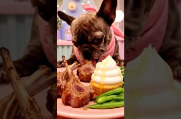 Rare Isabella Frenchie’s FIRST ASMR Mukbang   #ASMRDog #FrenchBulldog #IsabellaFrenchie #DogEating