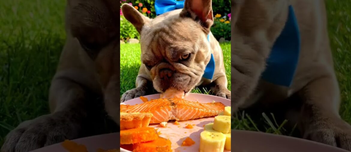 Rare Isabella Frenchie’s FIRST ASMR Mukbang #ASMRDog #FrenchBulldog #IsabellaFrenchie #DogEating Rare Isabella Frenchie’s FIRST ASMR Mukbang #ASMRDog #FrenchBulldog #IsabellaFrenchie #DogEating