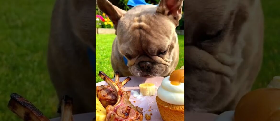 Rare Isabella Frenchie’s FIRST ASMR Mukbang   #ASMRDog #FrenchBulldog #IsabellaFrenchie #DogEating