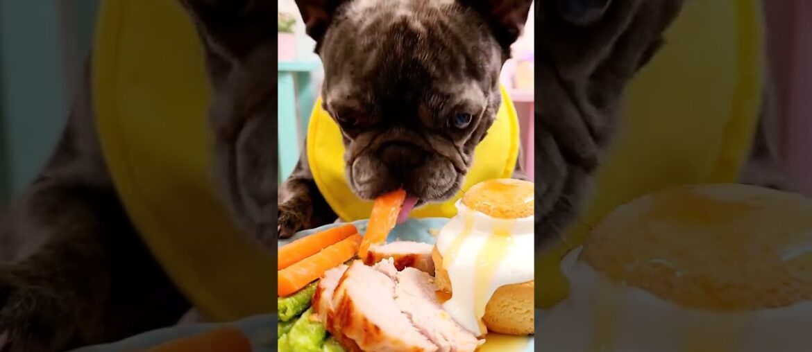 Rare Isabella Frenchie’s FIRST ASMR Mukbang   #ASMRDog #FrenchBulldog #IsabellaFrenchie #DogEating
