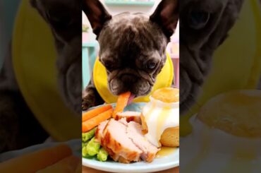 Rare Isabella Frenchie’s FIRST ASMR Mukbang   #ASMRDog #FrenchBulldog #IsabellaFrenchie #DogEating