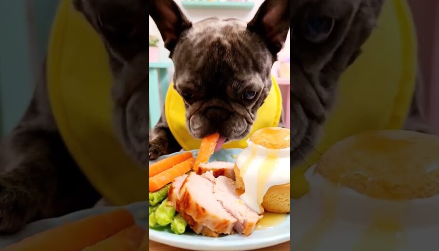 Rare Isabella Frenchie’s FIRST ASMR Mukbang #ASMRDog #FrenchBulldog #IsabellaFrenchie #DogEating