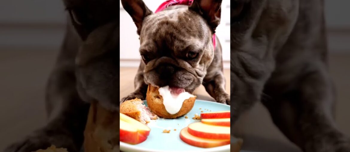 Rare Isabella Frenchie’s FIRST ASMR Mukbang   #ASMRDog #FrenchBulldog #IsabellaFrenchie #DogEating