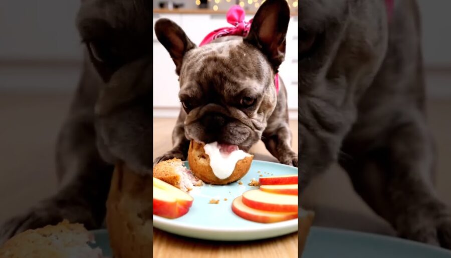 Rare Isabella Frenchie’s FIRST ASMR Mukbang #ASMRDog #FrenchBulldog #IsabellaFrenchie #DogEating