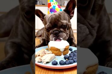 Rare Isabella Frenchie’s FIRST ASMR Mukbang   #ASMRDog #FrenchBulldog #IsabellaFrenchie #DogEating