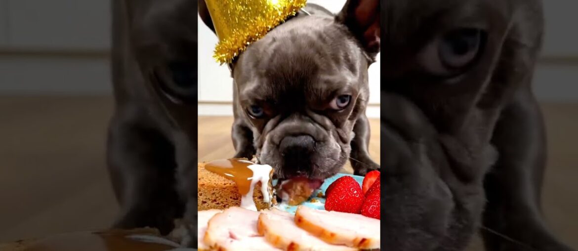 Rare Isabella Frenchie’s FIRST ASMR Mukbang   #ASMRDog #FrenchBulldog #IsabellaFrenchie #DogEating